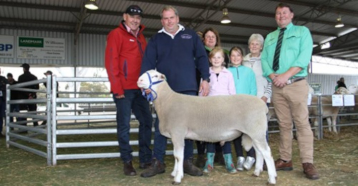 record price White suffolk ram 2020 wa