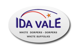 Ida Vale Dorper, White Dorper and White Suffolk stud