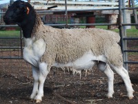 Ida Vale 101237 T5 