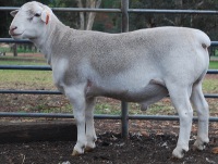 Ida Vale 102159 Type 5