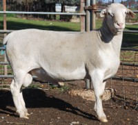 Ida Vale 102162 Type 5