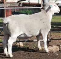 Ida Vale 102277 Type 5