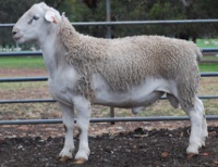 102483 Ida Vale White Dorper sire Type 4