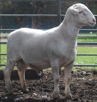 102542 Ida Vale White Dorper Sire, 