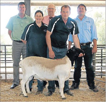Ram sale 2011, landmark, elders, westcoast livestock agent representatives top price black dorper ram