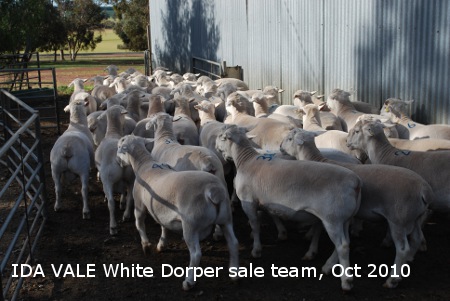 For Sale, Ida Vale Dorpers, White dorpers, white suffolks sheep