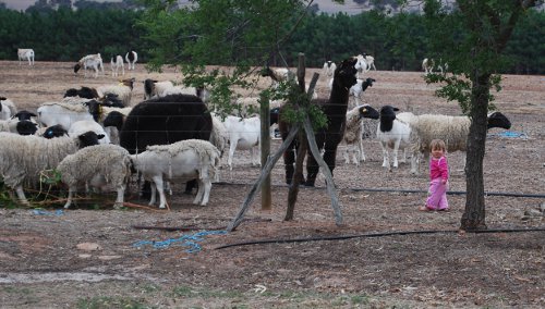 Sophi Greenup, Ida Vale, Dorper sheep, White Dorper sheep