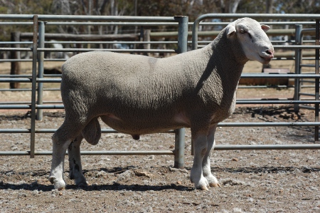 WS ram, white suffolk sheep, ida vale white suffolk sheep, western australia, bronte gardner