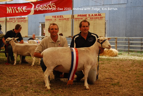 Champion White Dorper Wagin Woolarama easy care 