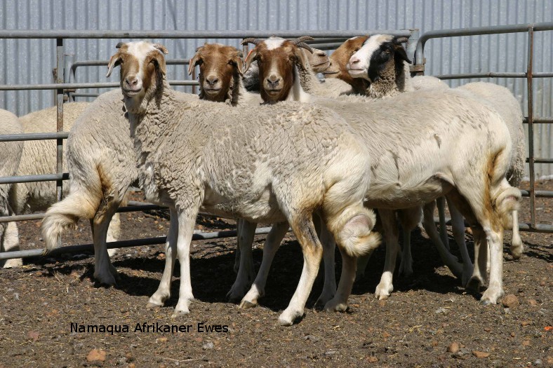 rare sheep breed namaqua afrikaner