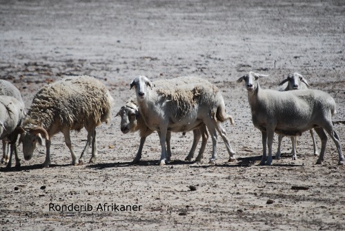 Rare breed sheep, ronderib afrikaner, ida vale, fat tail, shedding