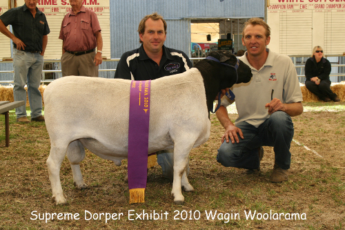 Woolarama, supreme, black dorper sheep, easy care